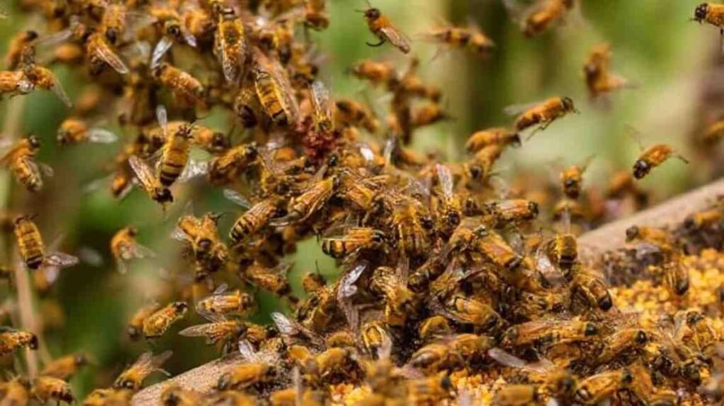 Bee Attack : मौत का डंक: भीषण मधुमक्खी हमले से 2 ग्रामीणों की दर्दनाक मौत, कई घायल